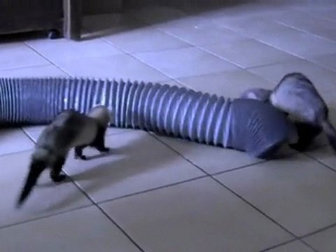 Mes fufus tout foufou