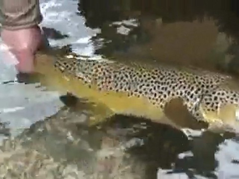 Teaser Nouvelle Zelande - Destination Mouche