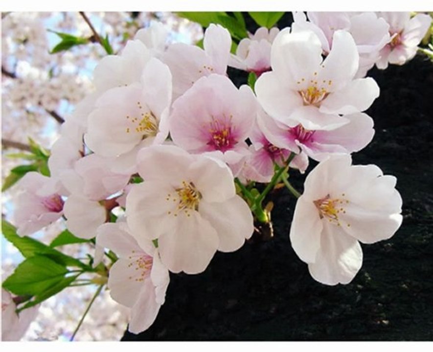 L'arbre qui voulait rester nu