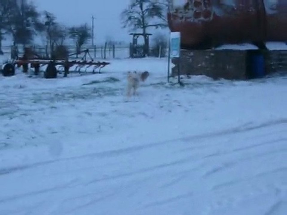 chien neige