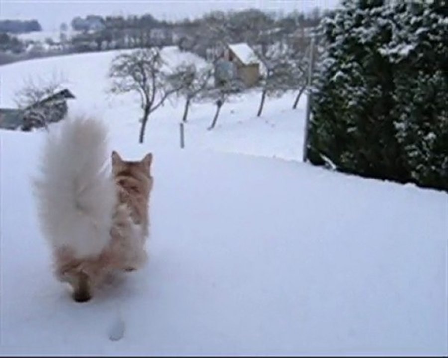 Neiges : Vanille/Saga...