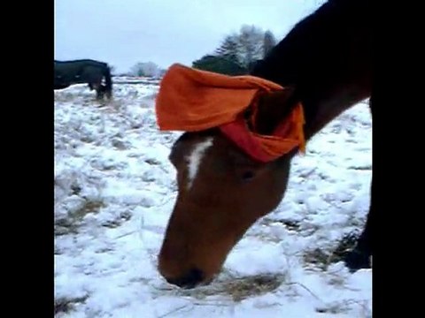 Titou en hiver - protégé du froid