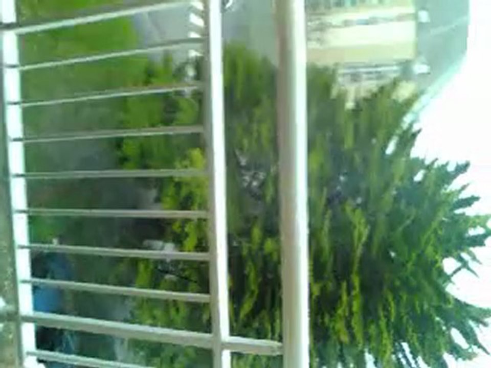 neige a cherbourg pas bocou mais un peu llol