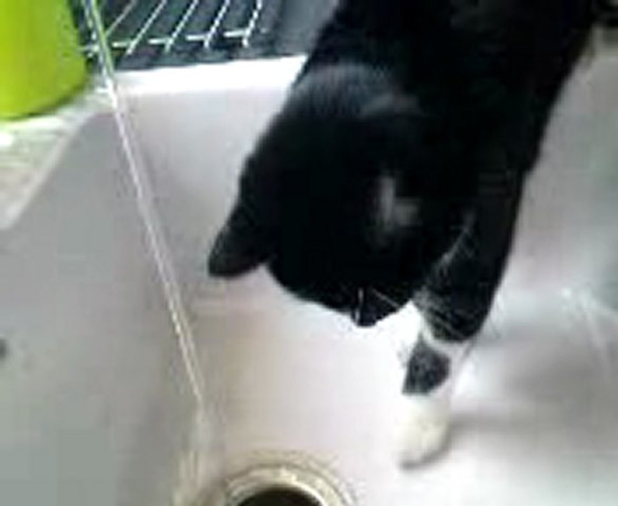Mister et l'eau ^^