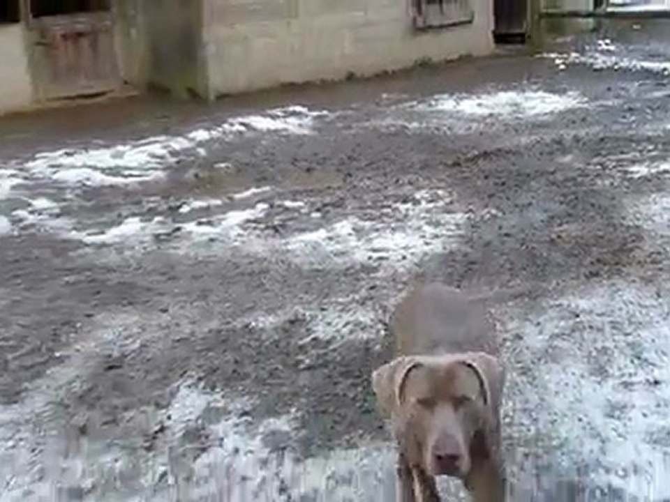 Volf Chasseur de boules de neige