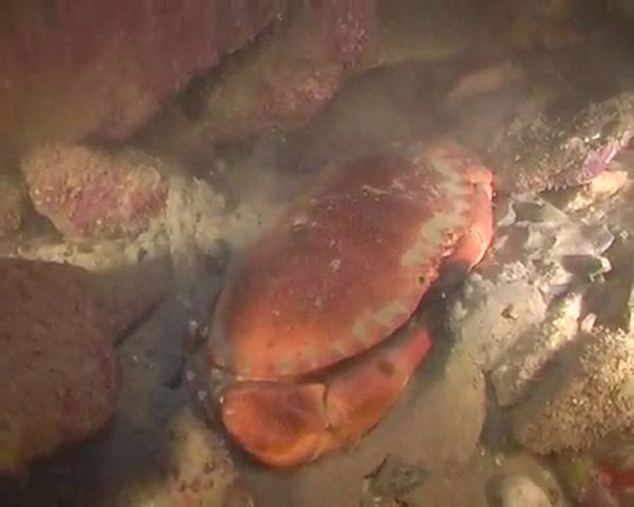 Fort de Chavagnac / Cherbourg