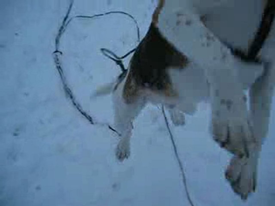 neige
