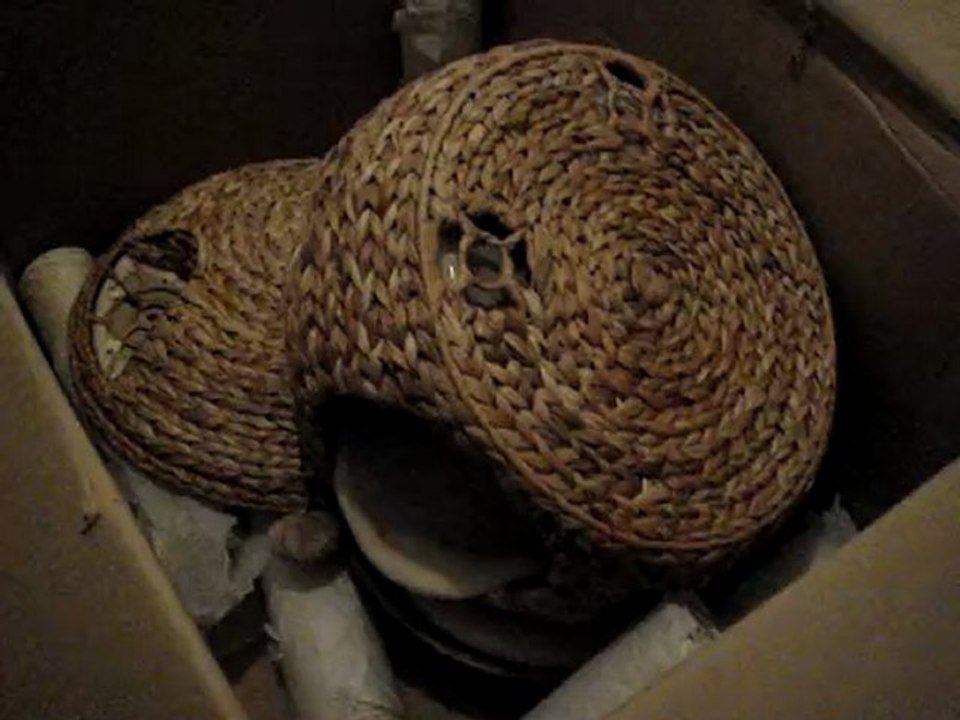 MOV04657 YOTA A LA CHERCHE DE SON ARBRE A CHAT