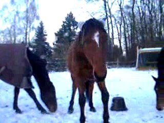 Titou le caribou (2)