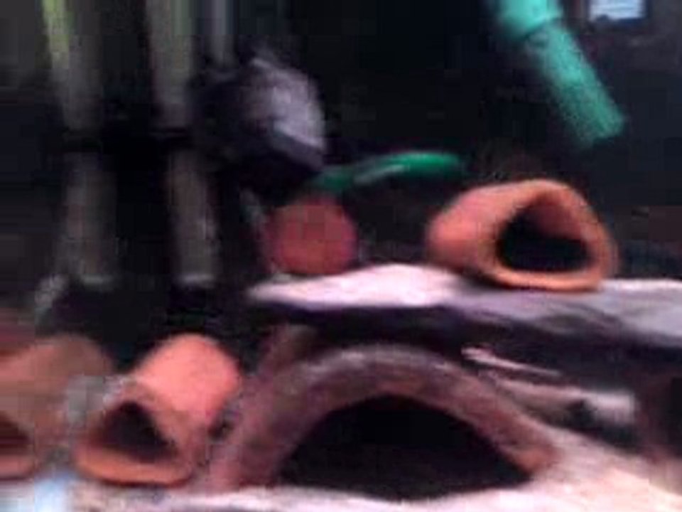 nage libre Hemichromis Lifalili