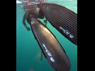 Spearfishing Florida H.Dessault 1/2