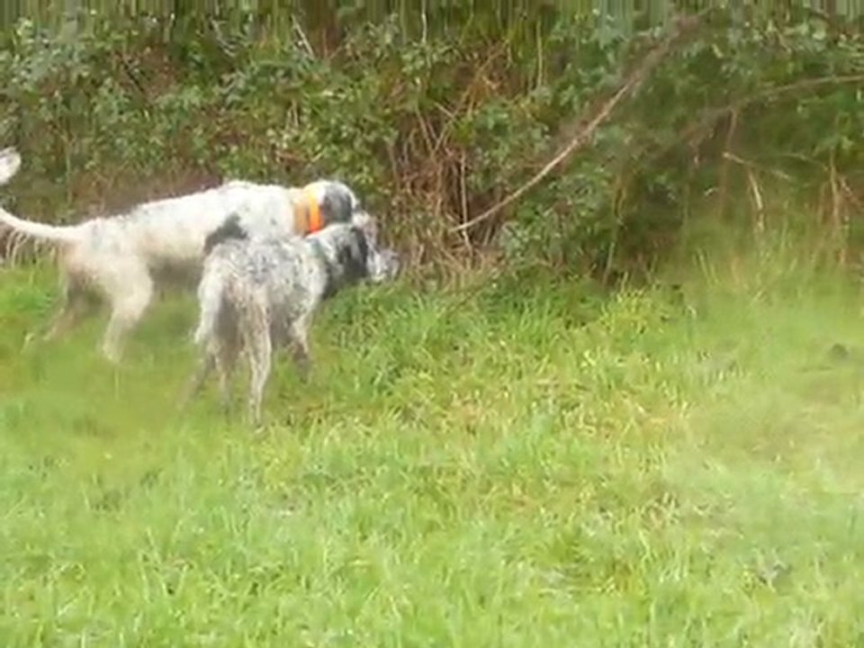 Arrêt à patron des 3 setters