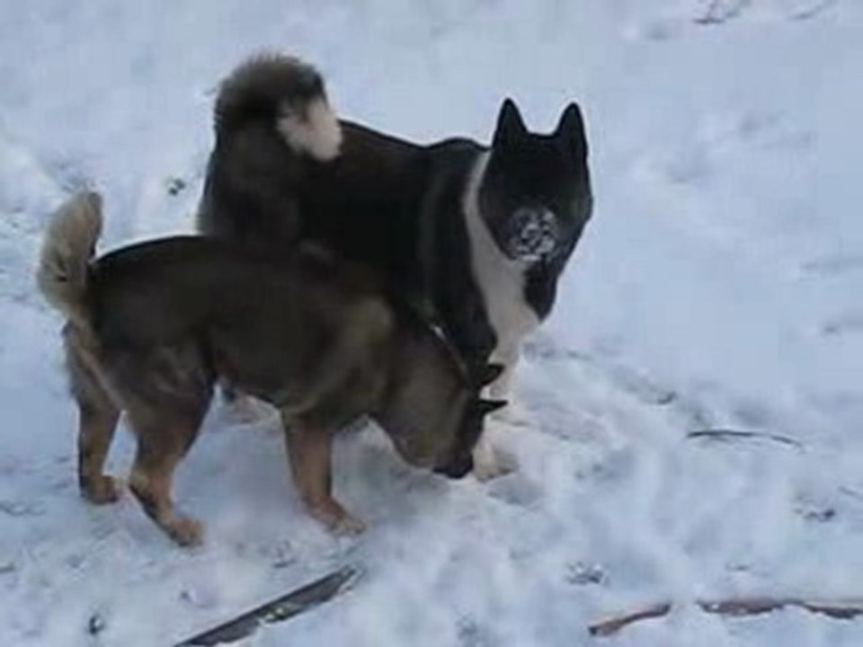 Akita sous la neige 3