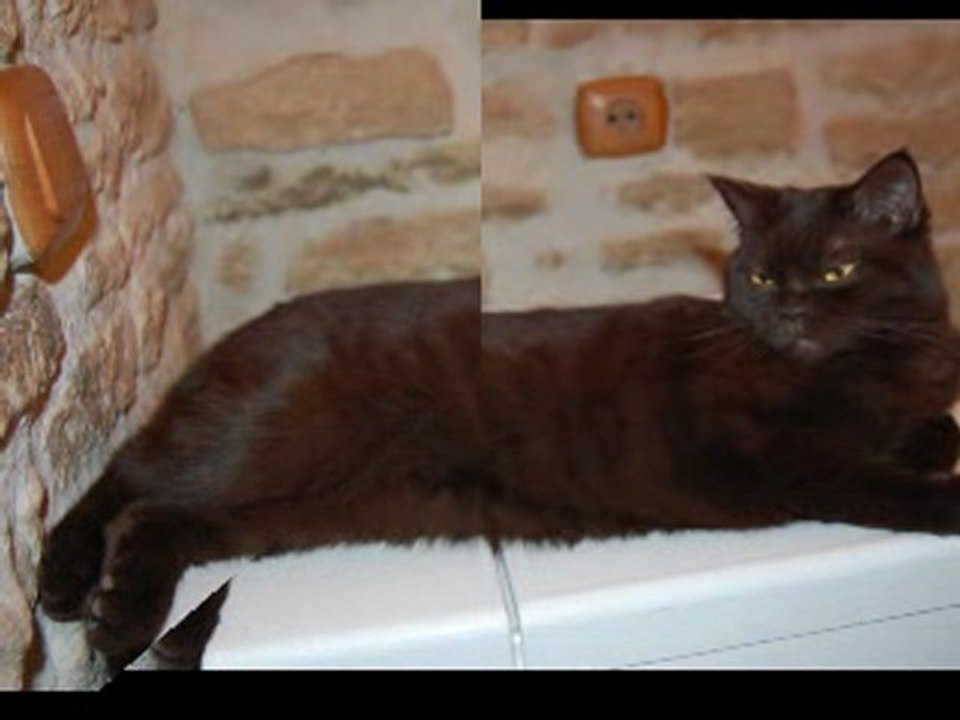 chats