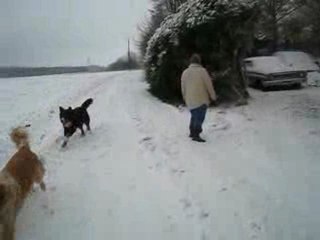 Upan, Rubens, Titus et Lula dans la neige 20 12 09