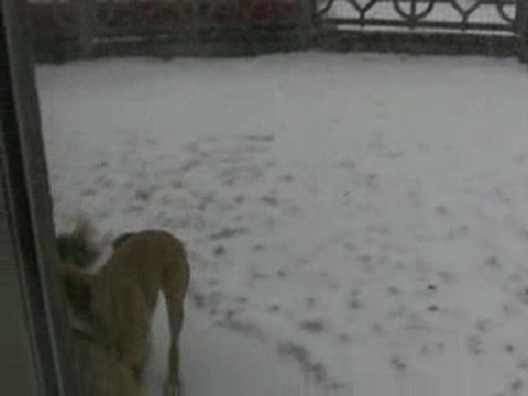 Cannelle & Téquila dans la neige, 20 décembre 2009