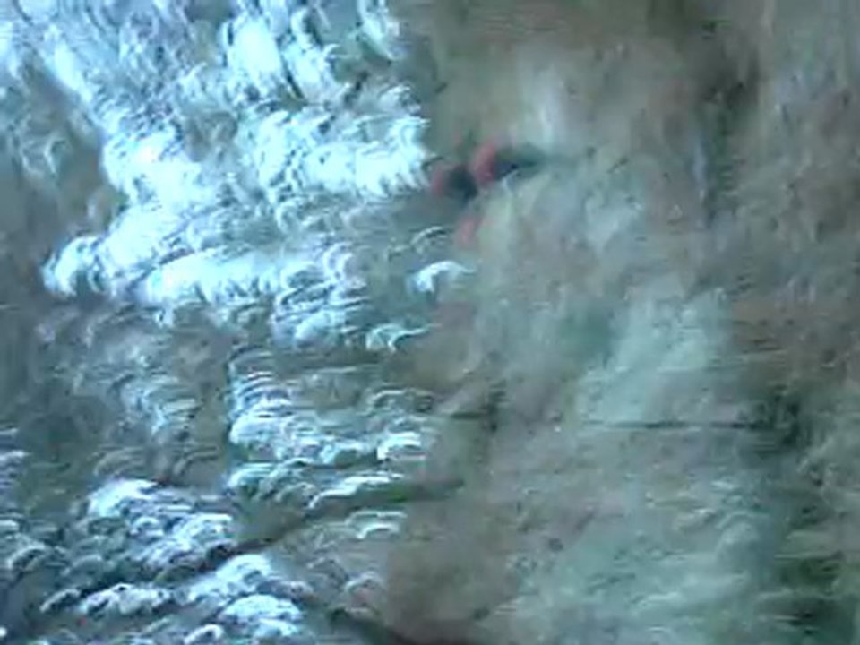 zoréol12-12-2009 013