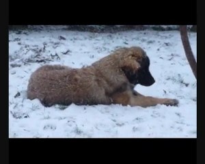 Leonberg Eymeric et la neige