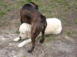 FSM Le Dominant: Overview and Insights