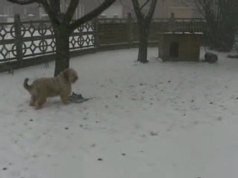Cannelle & Téquila jouent dans la neige, 20 décembre 2009