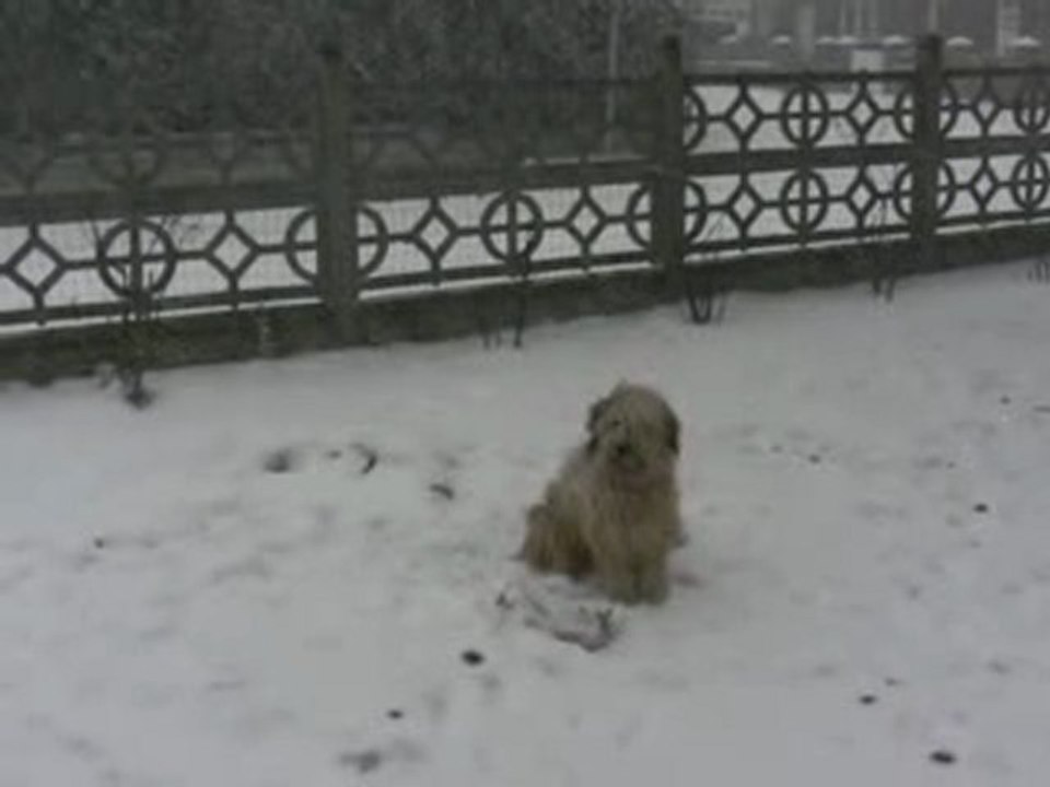 Cannelle dans la neige...