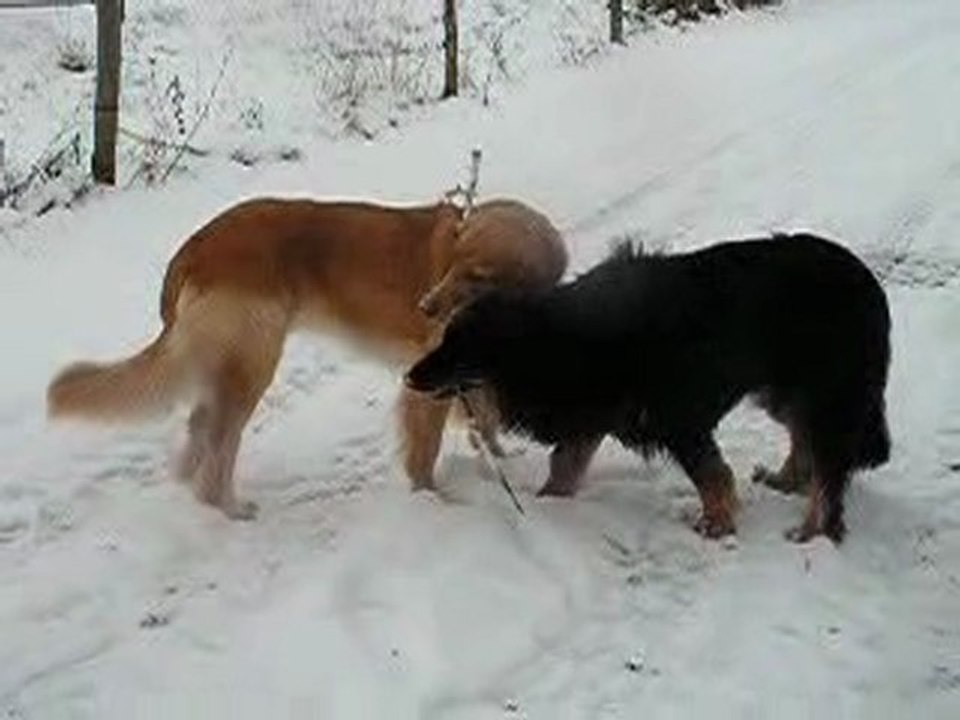 Pouchka et Sham'K, hovawart : jeux, balades, amitié