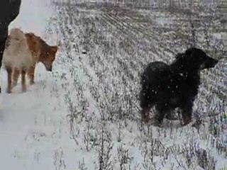 Pouch et Sham sous la neige