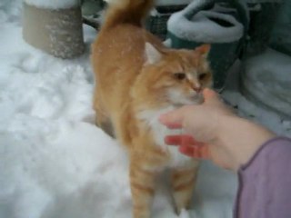 Azraël et Grumeau dans la neige