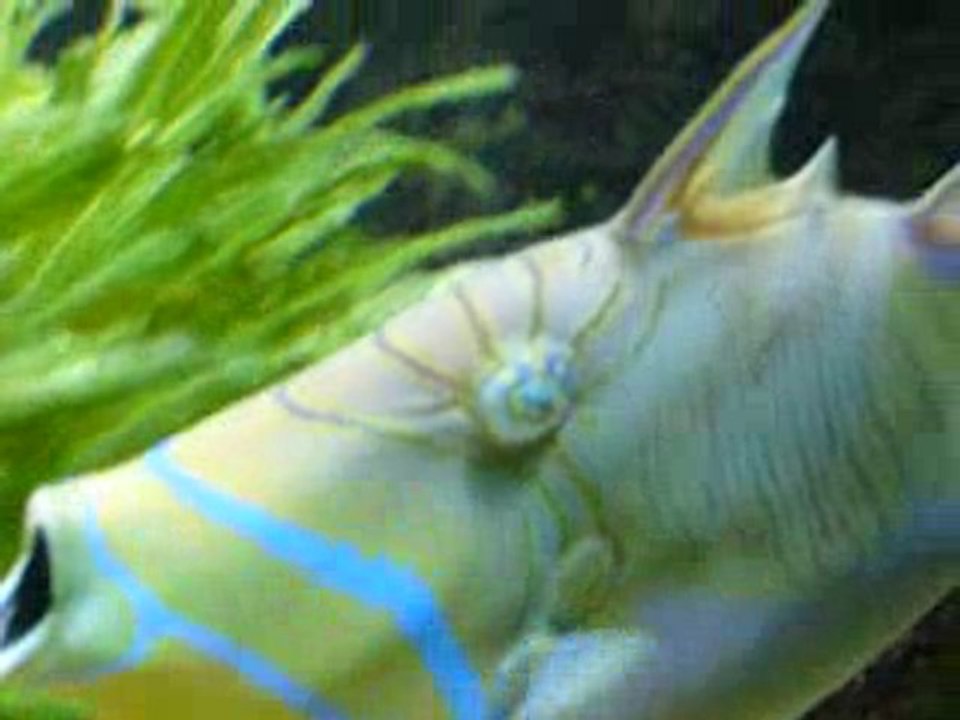 Magnifique poisson Aquarium Gosier