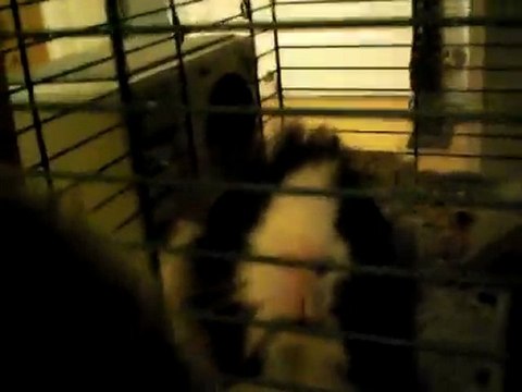 Mes cochons d'inde, mon lapin et mon chat!