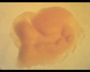 Joker Scars Silicone makeup kit (movie accurate) NEW!!!