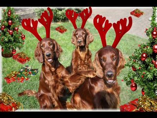 Joyeux Noël de la part des Setters de la forêt de massonge