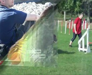 Cerbère du royaume des grands ventes fête ses deux ans