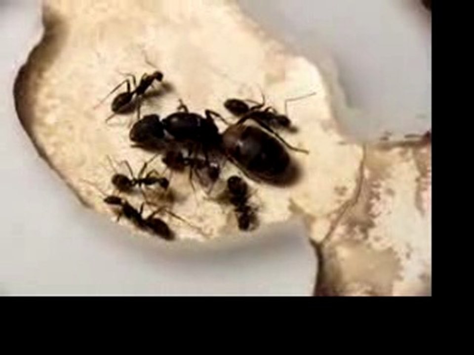 Camponotus cruentatus