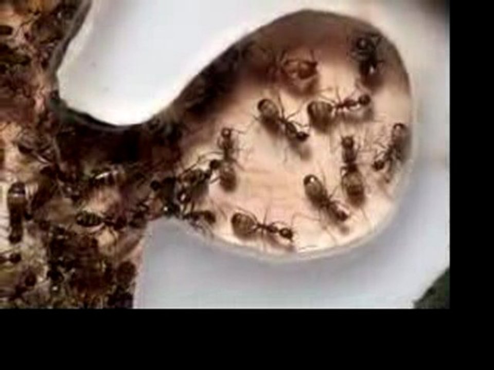 Camponotus nicobarensis