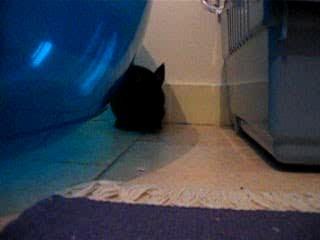 lapin la suite 2 mois