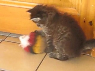 chatons maine coon 1mois