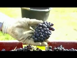 CAVE SAINT SULPICE - Raisins