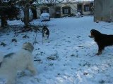 LES CHIENS JOUENT DANS LA NEIGE