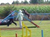 Concours d'agility à St Lô le 06/09/2009 avec Brisca