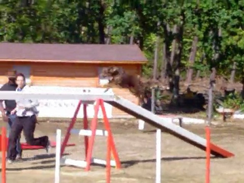 Concours d'agility au Mans le 13/09/2009 avec Brisca