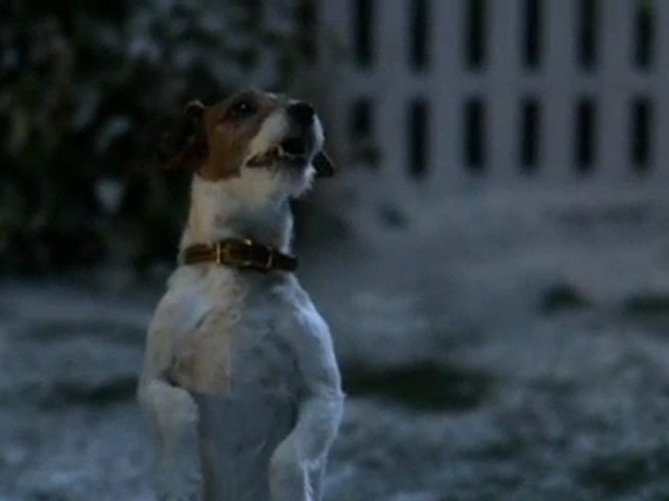 Chien attend le Père Noël