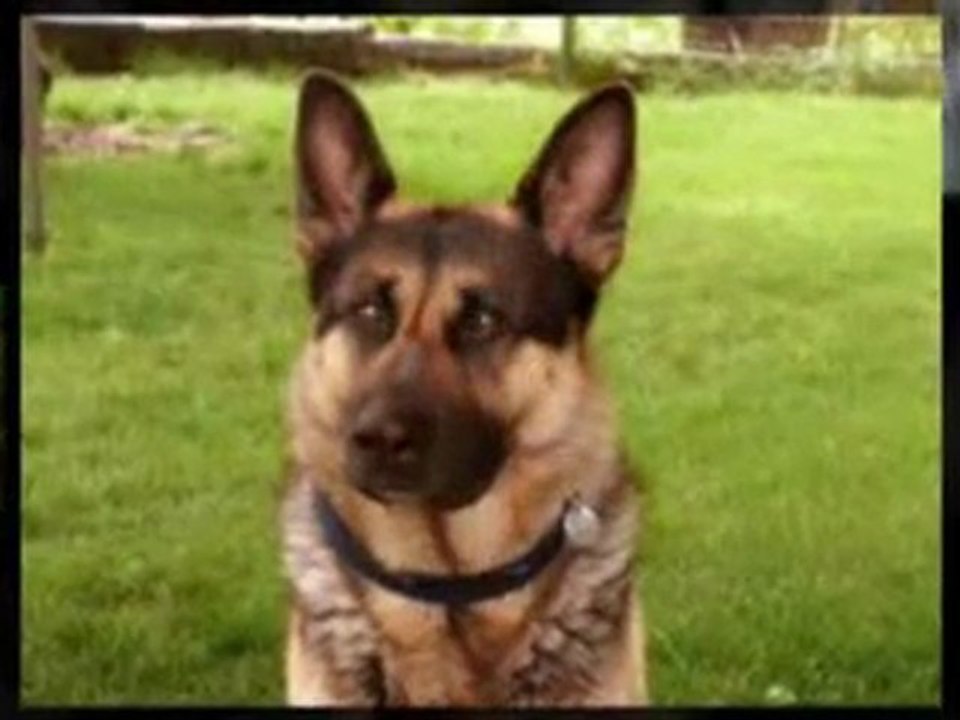 Petsafe wireless fence to keep your dog at home.