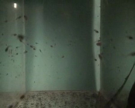 Alevins Betta smaragdina, 15 12 2009