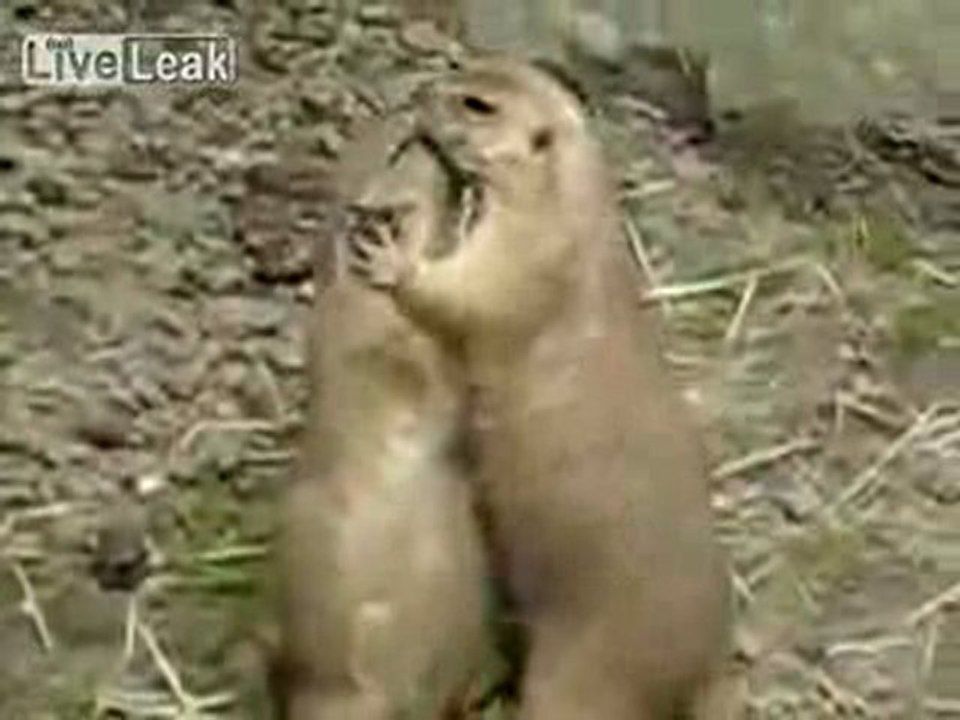 Bisous bisous-2 chiens de prairie amoureux