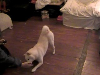 apprentissage du "salut" au clicker