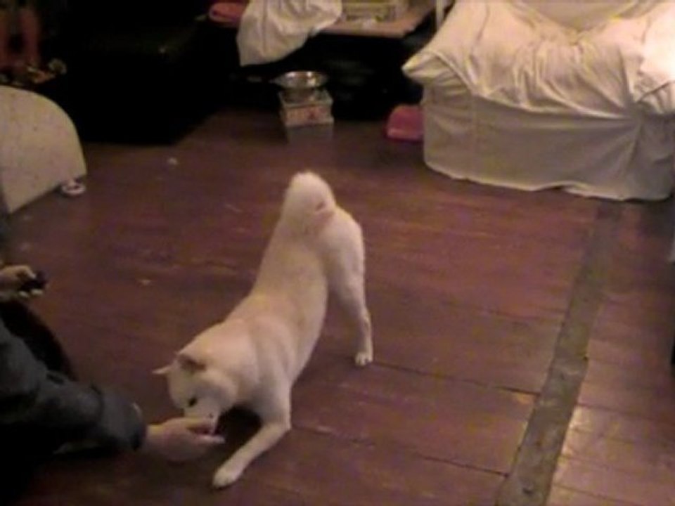 apprentissage du "salut" au clicker