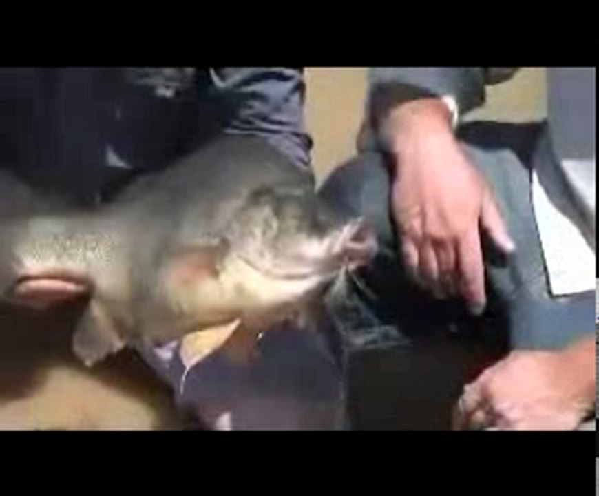 New Rapala Clackin Rap - Fishing Lure