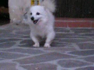 Cucciolo Ancona aout 2009