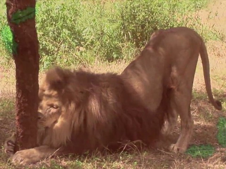 Funny Cute BIG CAT CHRISTMAS!